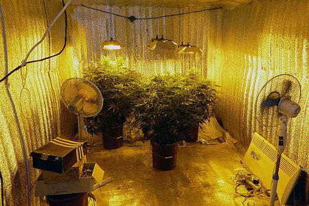 выращиваем марихуану в гараже