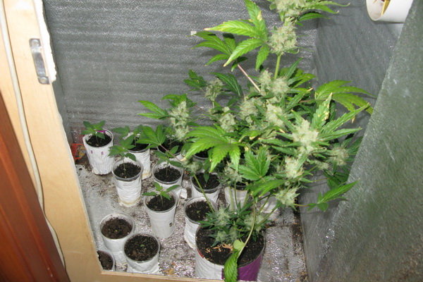 выращивавшей марихуану в домашних условиях