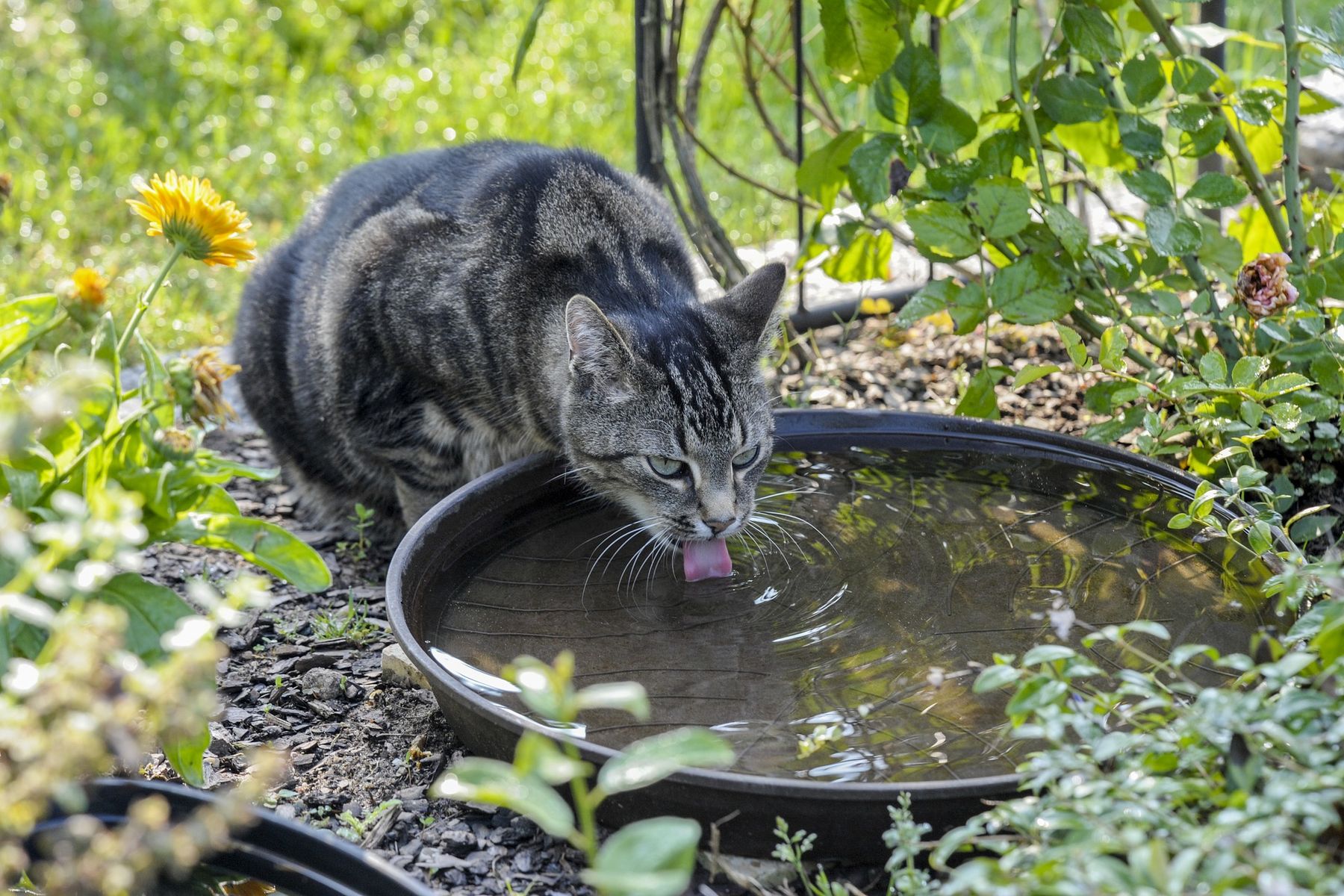 Кот много пьет. Кот пьет воду. Кот лакает воду. Кот пьющий воду. Кот пьет из лужи.