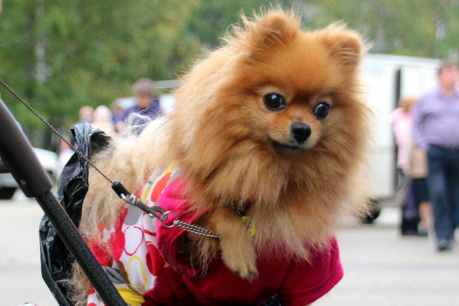 Порода собаки у карнавал