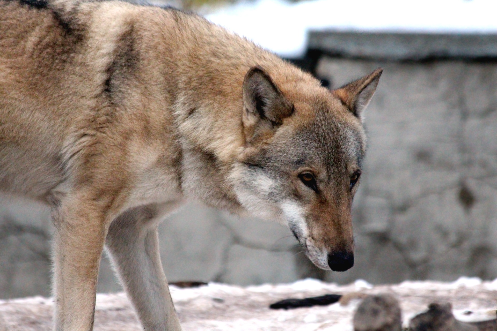 Сколько лет волк. Canis Lupus communis. Волк canis Lupus с человеком. Волк самка. Опасные животные волк.