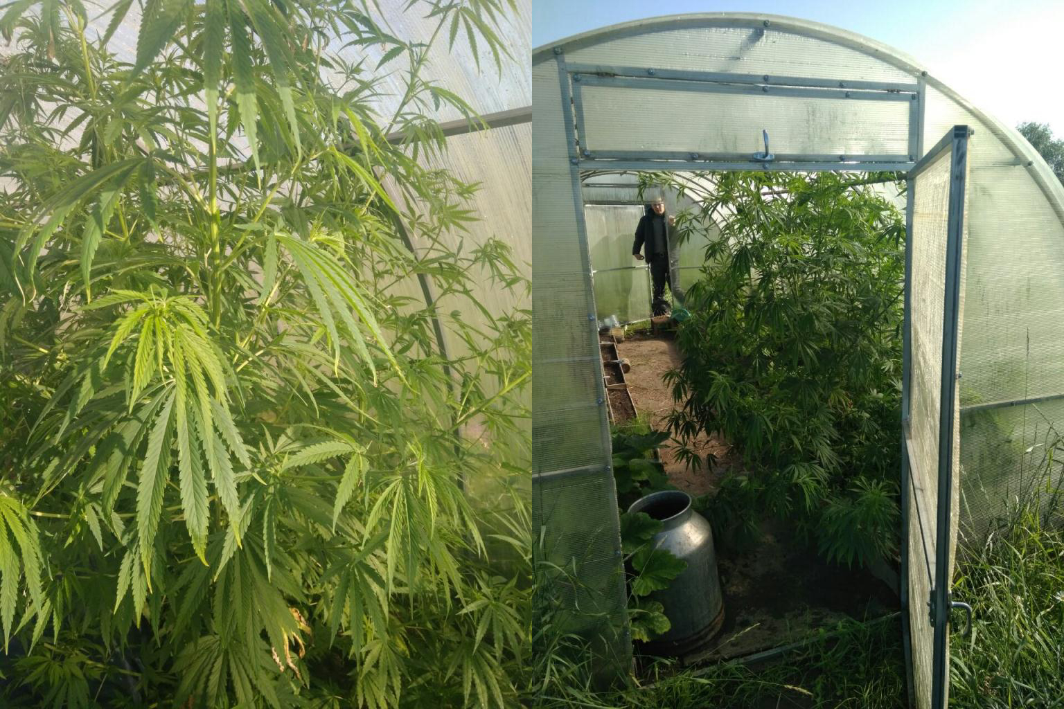 Полиция нашла теплицу с марихуаной закон по выращиванию марихуаны в россии