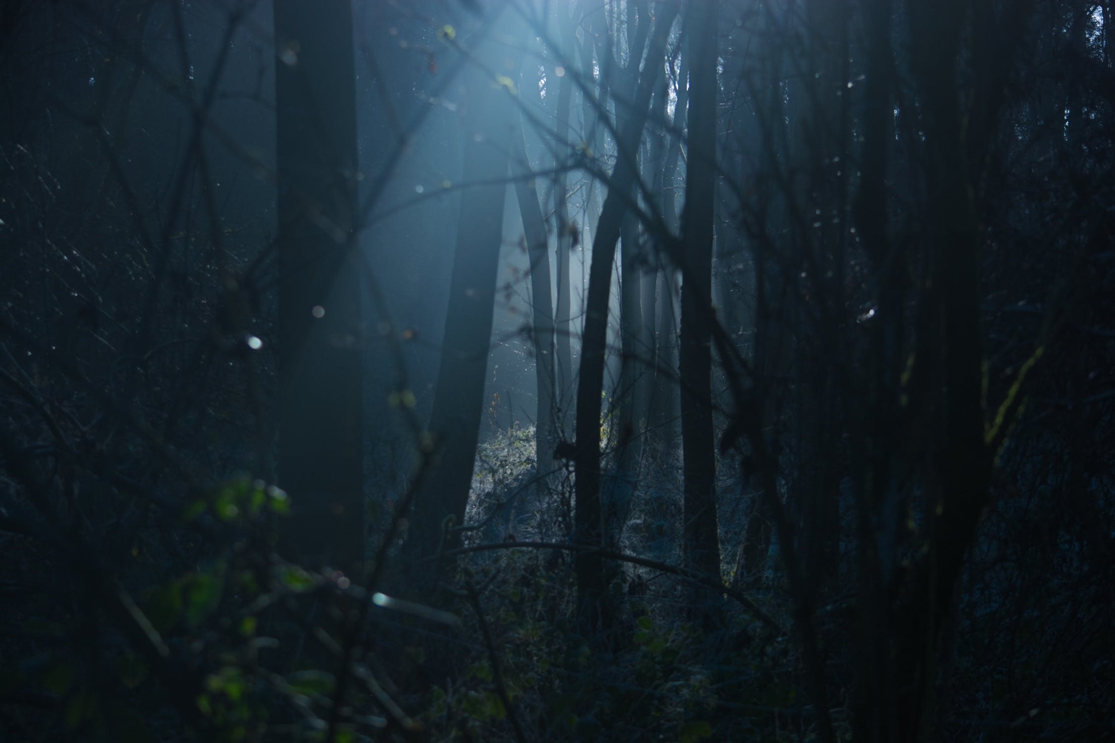 Джунгли вечером в среду. Темный лес. Страшный лес. Темный лес ужасы. Лес темный страшный.