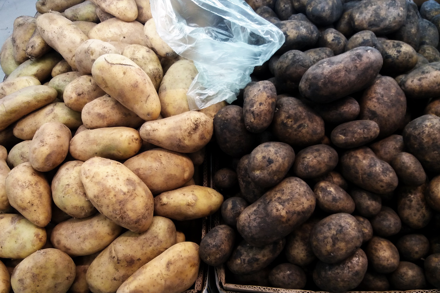 Сбор картофеля. Картинки картошки в Коми. Валовый картофель