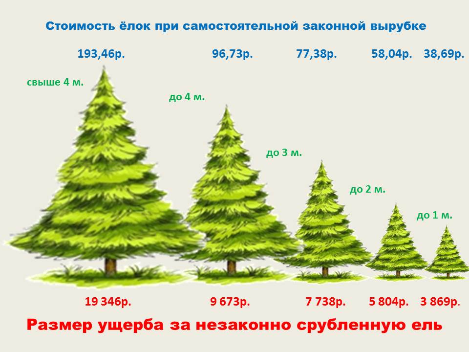 Height em. Средняя высота елки. Ель высота дерева. Высота ели в 3 года. Высота елки в метрах.