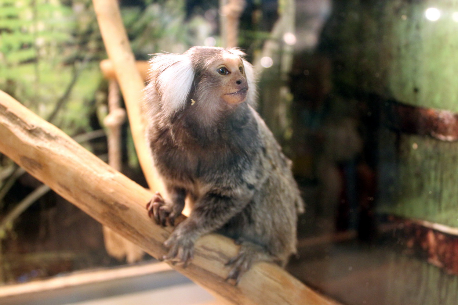 Обезьяний вирус 2022 оспа. Оспао обезьян. Оспа обезьян в петербурге. Обезьянья оспа болезнь. Оспа обезьян в петербурге.